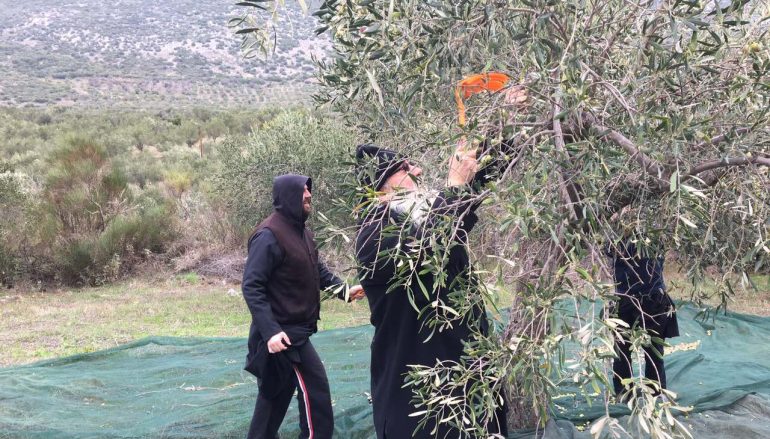 Ο Μητροπολίτης Θηβών στο μάζεμα ελιών της Ι. Μονής Οσίου Λουκά (ΦΩΤΟ)