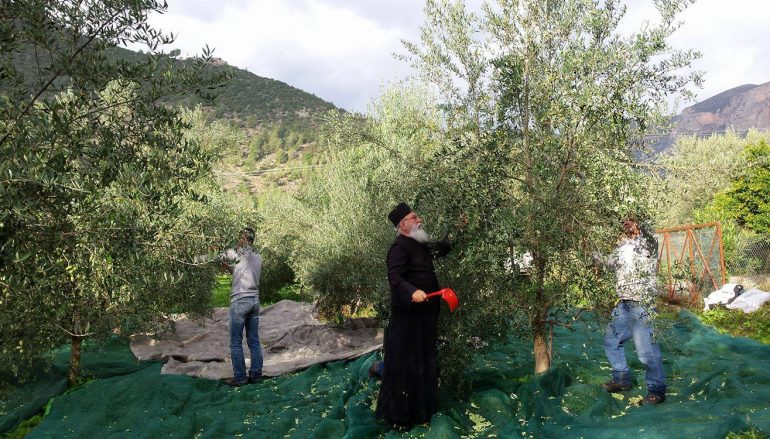 Ο Μητροπολίτης Μαντινείας μπροστάρης στη συγκομιδή ελαιοκάρπου (ΦΩΤΟ)